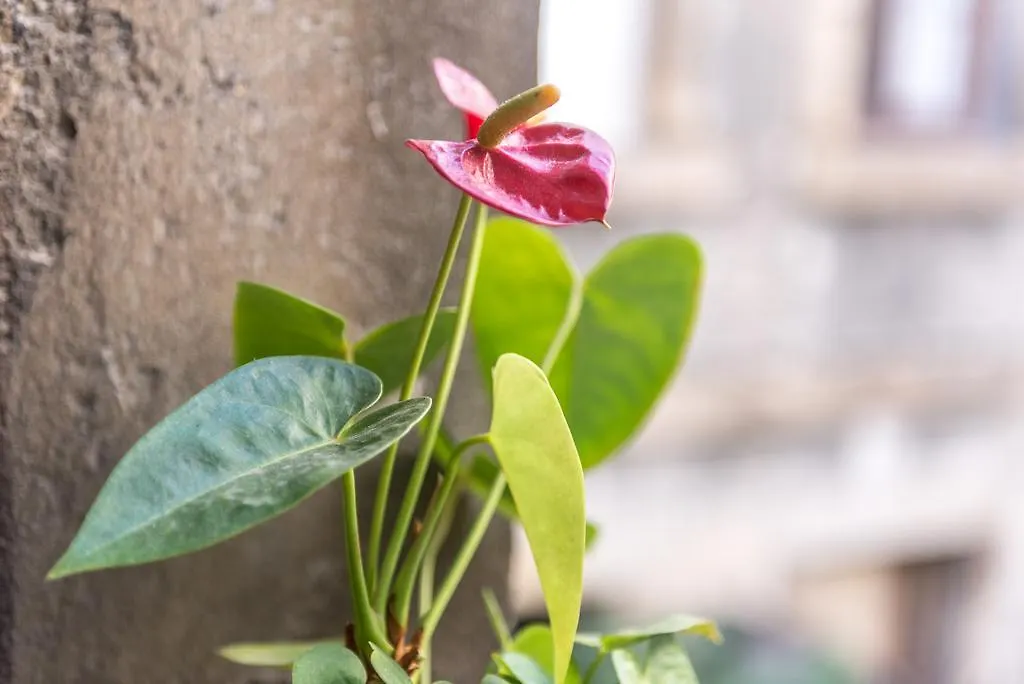 Guest house Pension Mariluz Barcelona